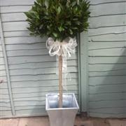 Bay Tree&#39;s To Hire