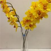 Yellow Orchid