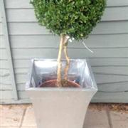Box Trees