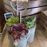 Succulent Trio