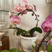Elegant Phalaenopsis Rrchid