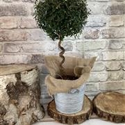 Twisted Topiary Myrtle Tree