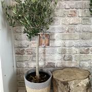 Olea (Olive)