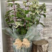 Hydrangea Paniculata